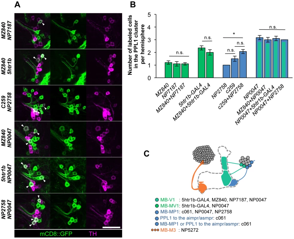 Identity of labeled cells in the PPL1 cluster.