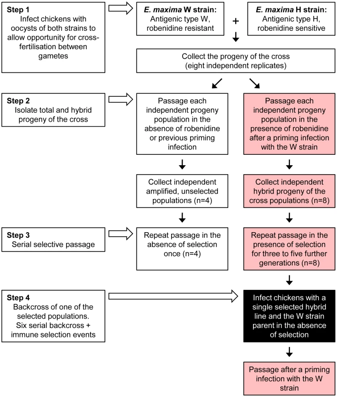 Production and selection of the parasite mapping panel.