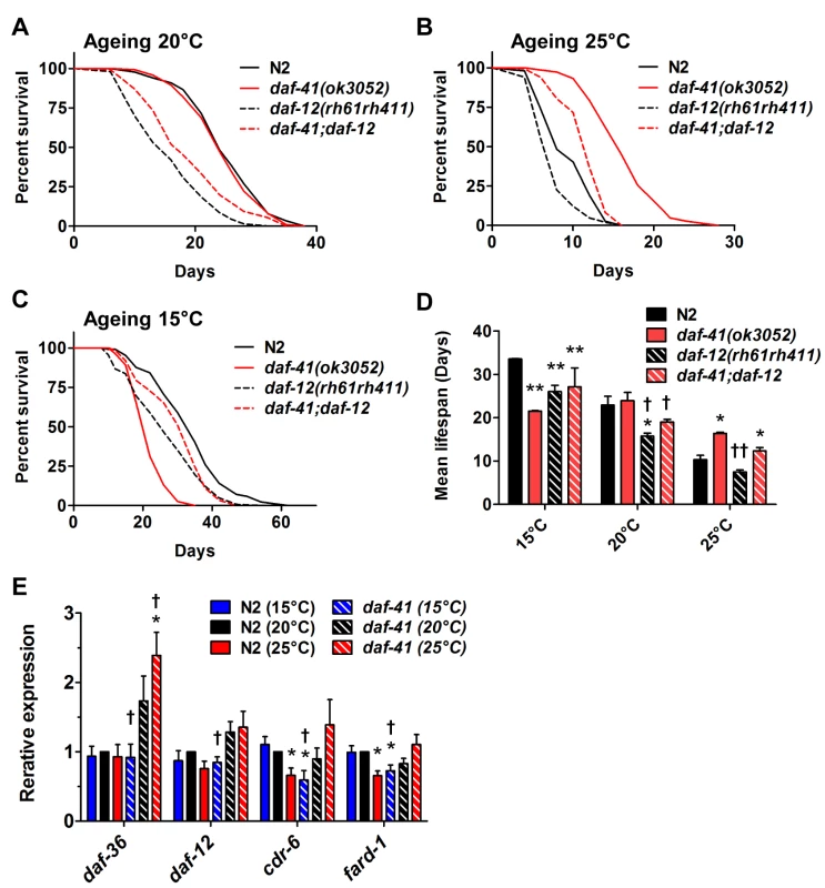 The short life span of <i>daf-41(ok3052)</i> at 15°C is <i>daf-12</i> dependent.