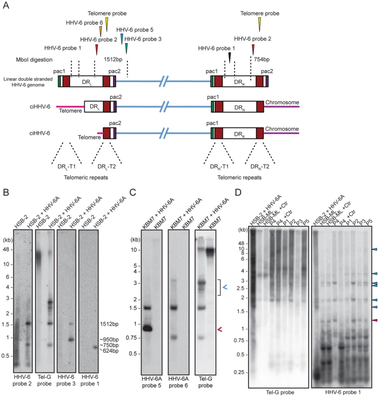 Detection of differentially processed ciHHV-6 ends.