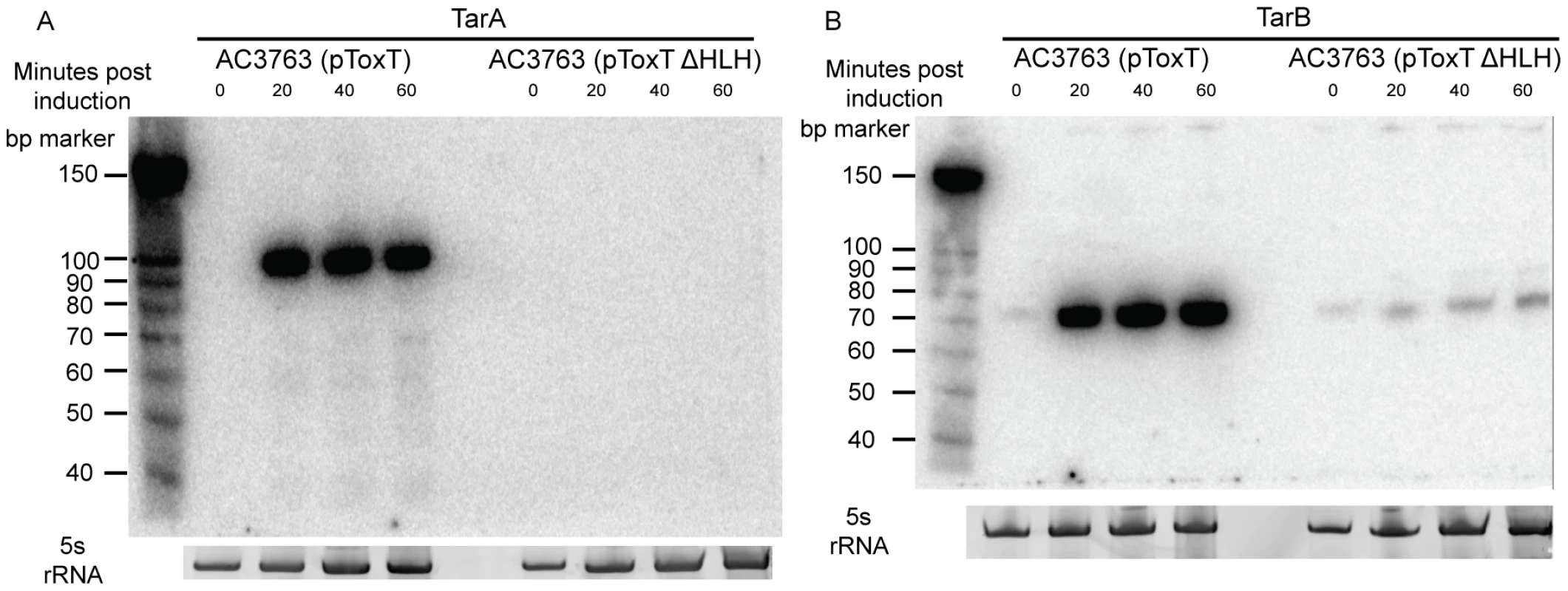 Northern blots of TarA and TarB.