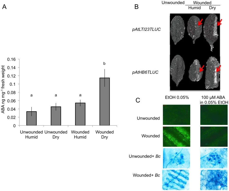 ABA accumulates after wounding under dry conditions and affects resistance to <i>B. cinerea</i>.