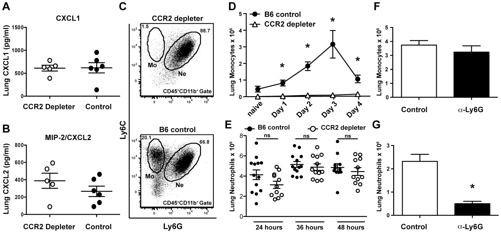 CCR2<sup>+</sup> cells are dispensable for the production of neutrophil chemokines and neutrophil recruitment.