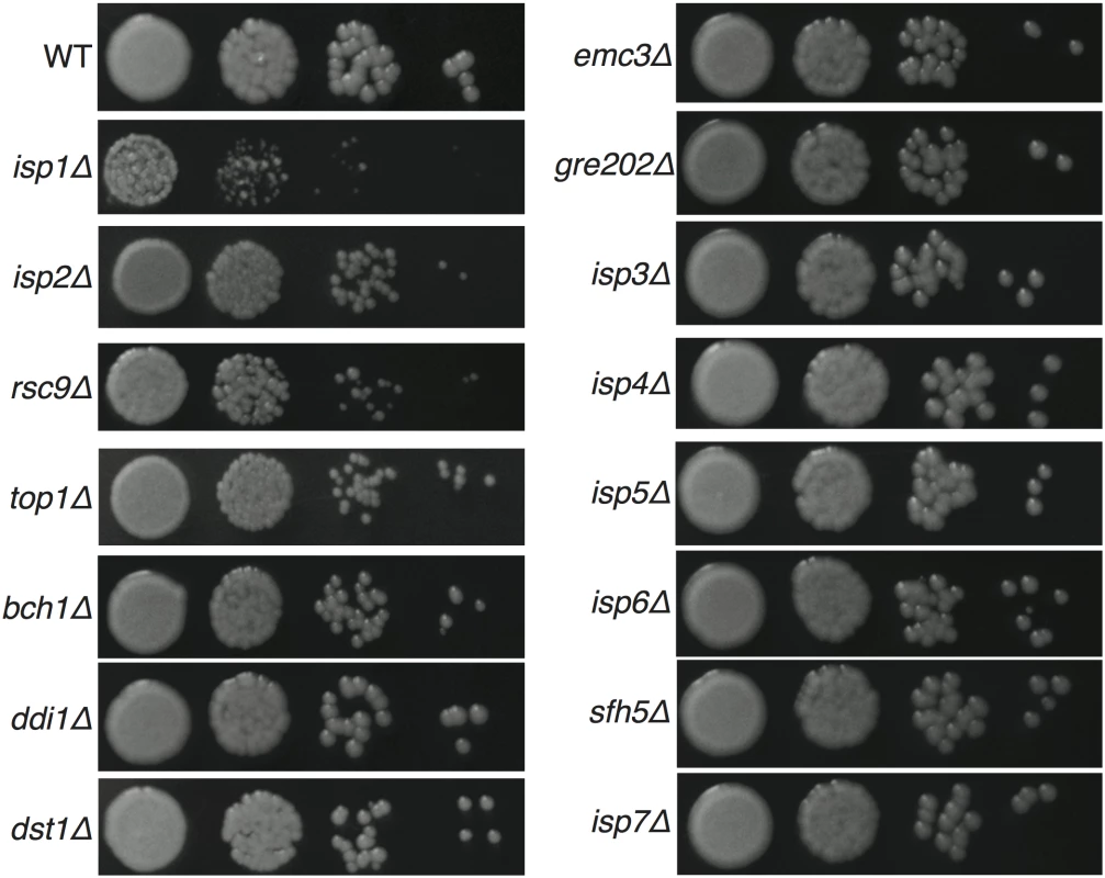 Yeast growth on YPD solid medium at 30°C.