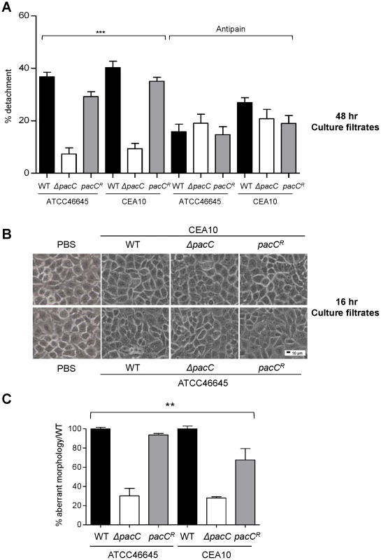 Distinct and sequential PacC-dependent activities elicit epithelial decay.