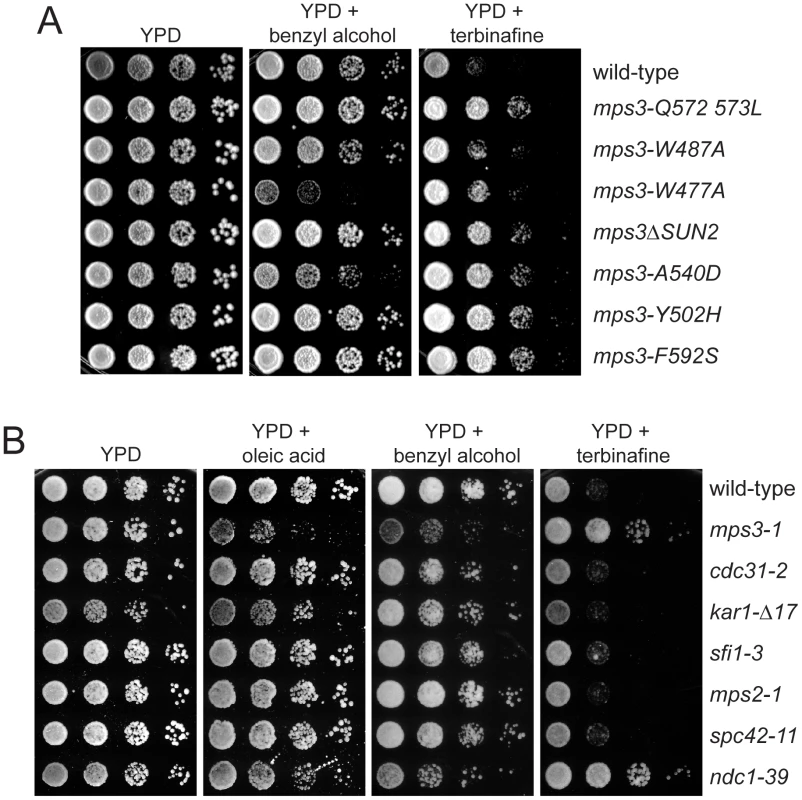 <i>mps3</i> mutants are sensitive to changes in membrane properties.