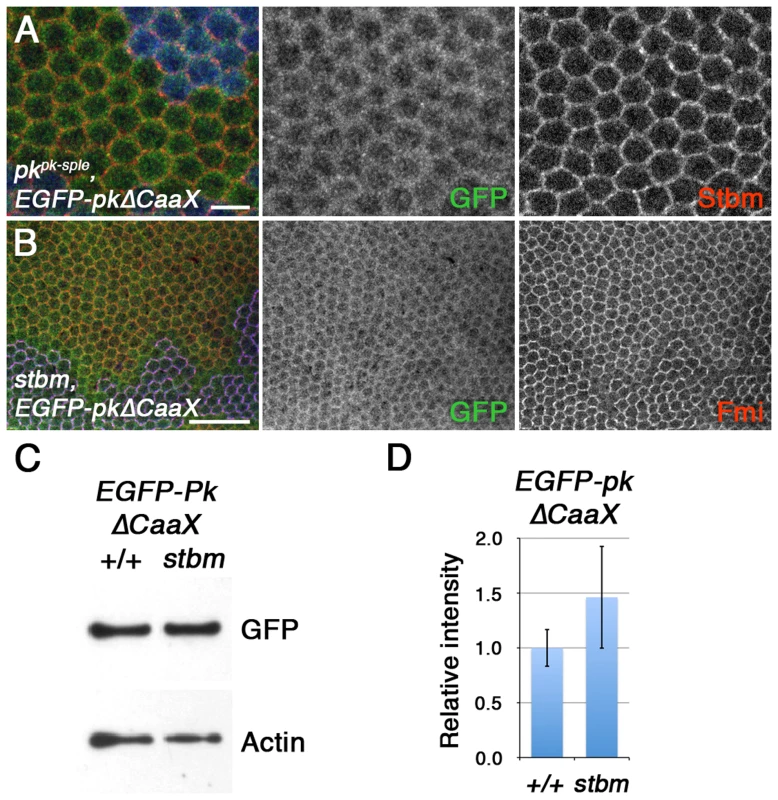 Farnesylation is required for Stbm to promote Pk recruitment to junctions and Pk degradation.