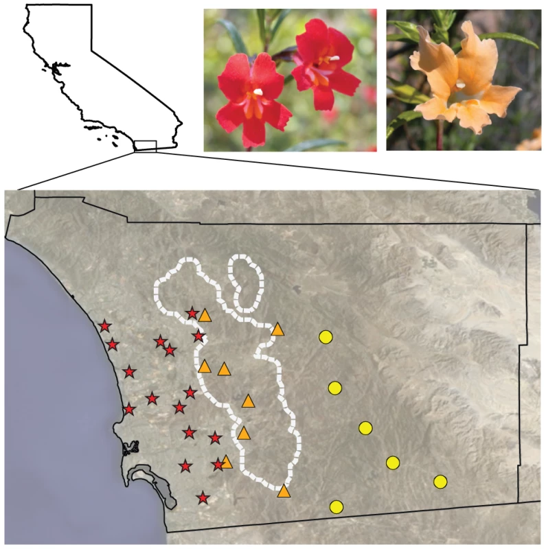 Flower color varies geographically in <i>M. aurantiacus</i>.