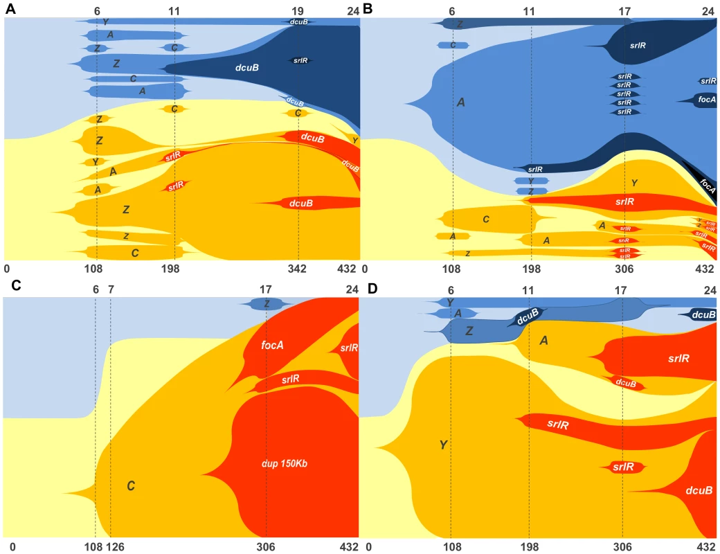 Graphic representation of the frequencies of newly generated haplotypes along 24 days (corresponding to 432 generations) of evolution inside the mouse gut (see <em class="ref">Tables S3</em> to <em class="ref">S6</em> for numeric data).