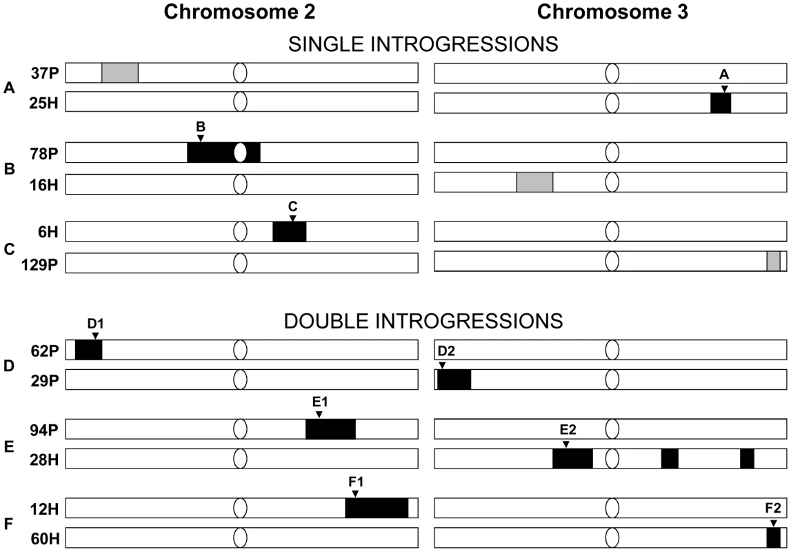 The introgression lines for establishing initial generation of six cross sets for competition experiments.