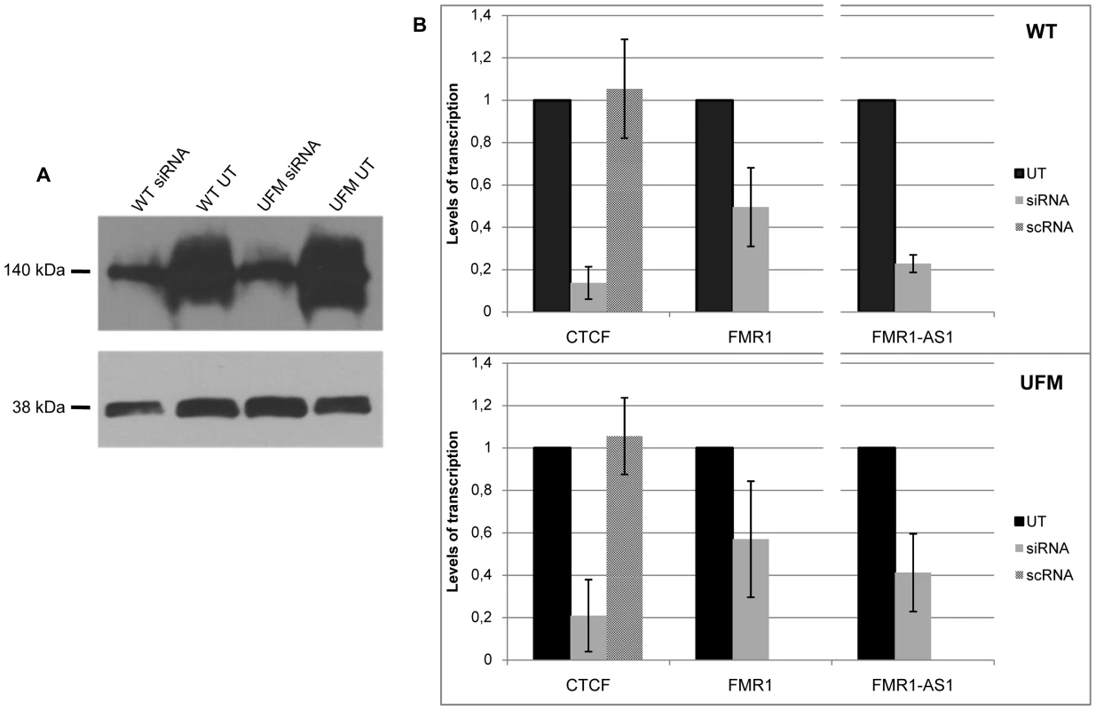 <i>CTCF</i> knock-down in WT and UFM fibroblasts.