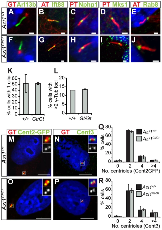 <i>Azi1<sup>Gt/Gt</sup></i> MEF have normal cilia and centriole numbers.