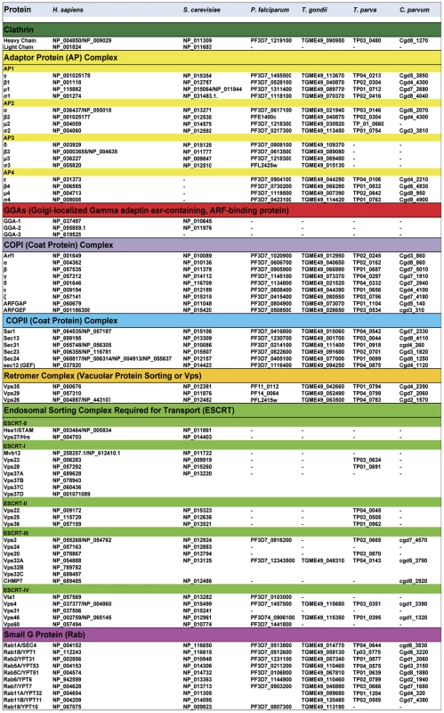 Comparative bioinformatics analysis of genes coding components of vesicle-mediated trafficking and endosomal sorting in apicomplexan parasites, <i>Saccharomyces cerevisiae</i>, and <i>Homo sapiens</i>.