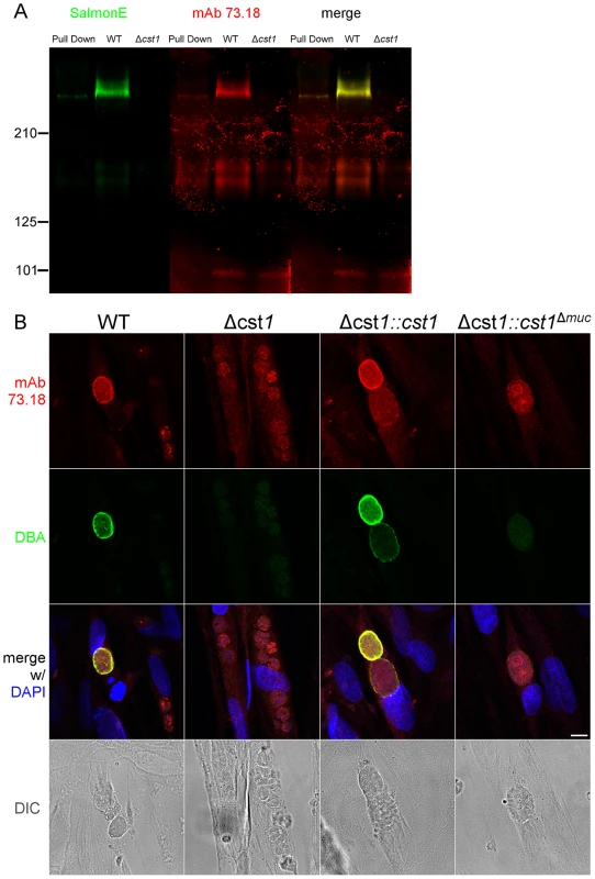 SalmonE and mAb 73.18 recognize CST1 (TGME49_064660).