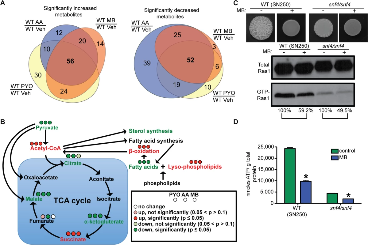 Effects of respiratory inhibitors on cellular metabolism indicate increased AMP kinase activity, but decreased Ras1 signaling is independent of AMP kinase.