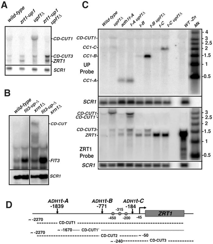 Mutations of the upstream regions and insertion of transcription terminators result in a derepression of <i>ZRT1</i> and <i>FIT3</i>.