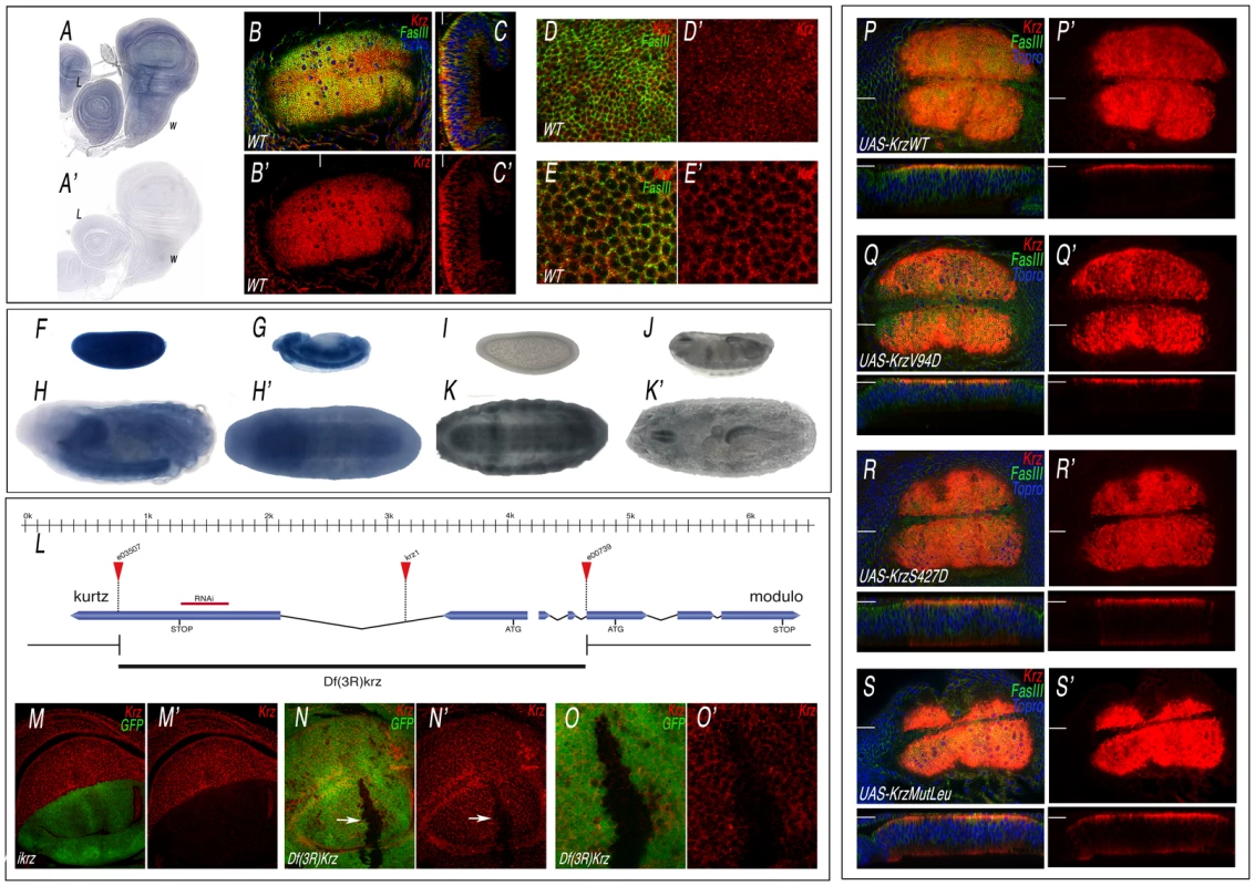 Expression of Krz mRNA and protein.
