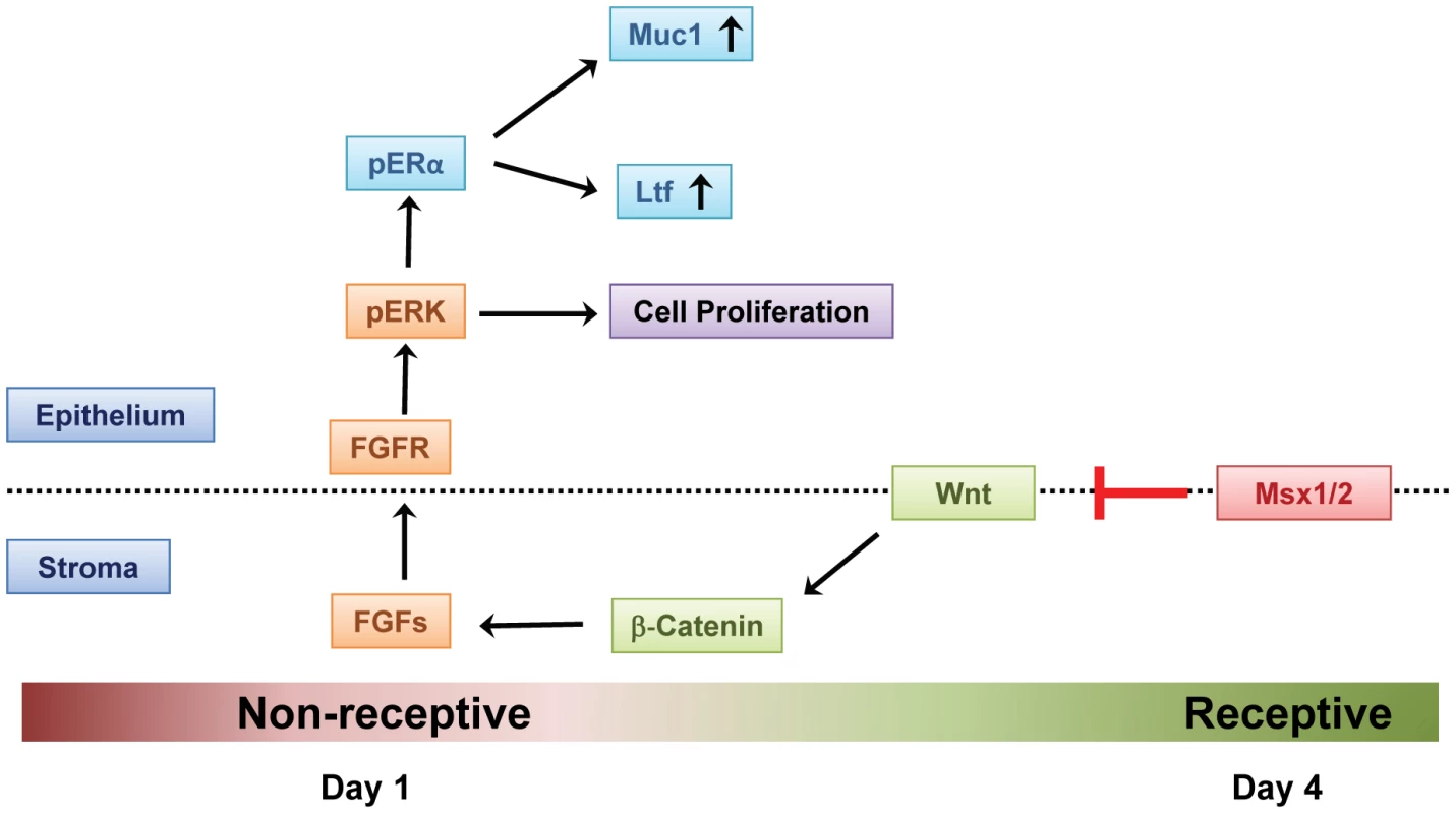 Mechanism of Msx1 and Msx2 action in mouse uterus.