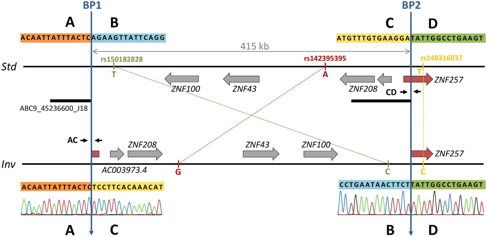 Inversion features and genotyping strategies.
