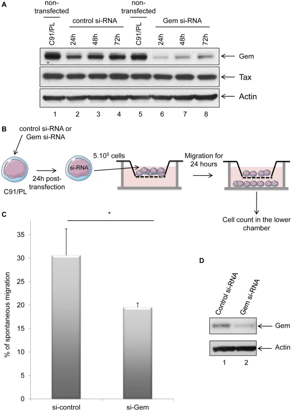 Gem is involved in HTLV-1-infected cell migration.
