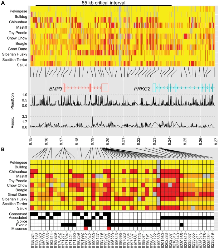 Genetic variation at the CFA32 QTL includes a brachycephaly-associated missense mutation within <i>BMP3</i>.