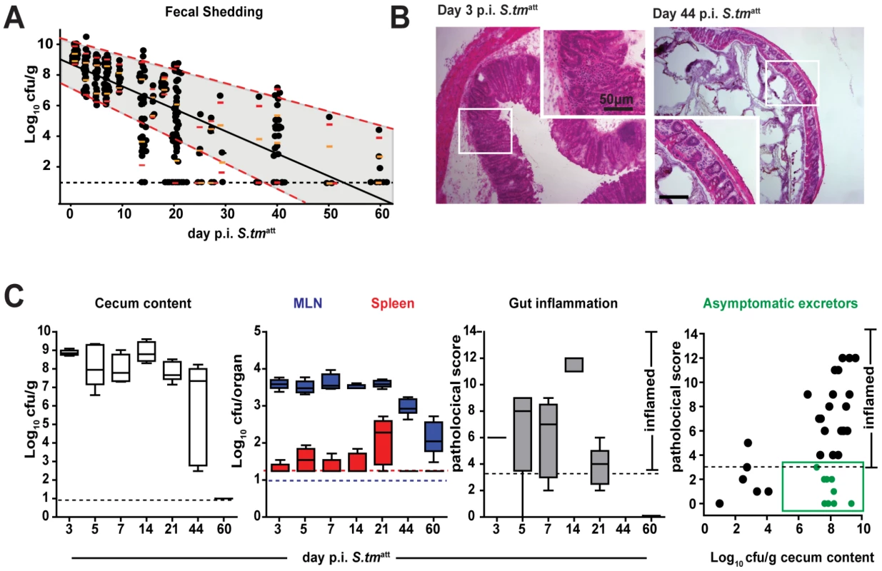 <i>S. tm</i><sup>att</sup> infection yields ‘asymptomatic excretors’ and elicits O-antigen specific immunity.