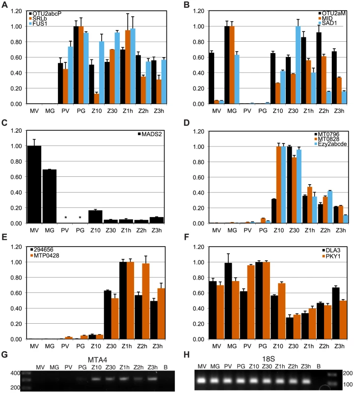 Expression patterns of mating locus genes.