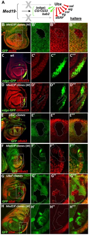 Med19 acts as a “co-factor” for Ubx-mediated gene activation.