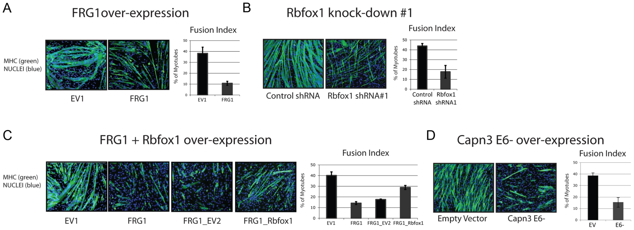 Altered <i>Calpain 3</i> splicing inhibits myogenesis.