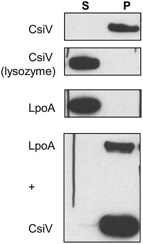 CsiV interacts with peptidoglycan.