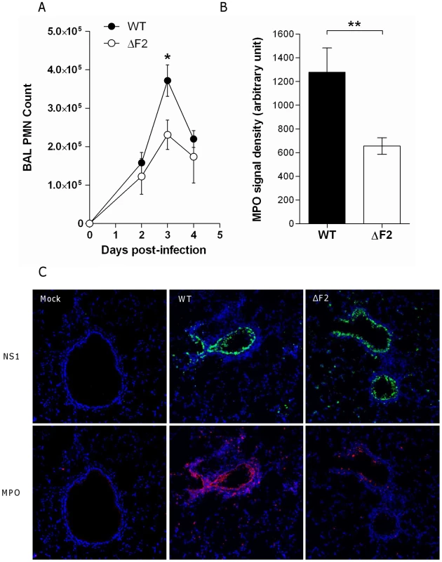 PB1-F2 promotes neutrophil recruitment within IAV-infected mice lungs.