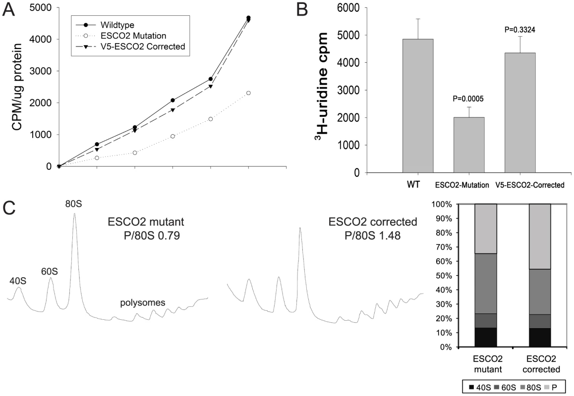 Metabolic labeling of Roberts syndrome fibroblasts suggests protein translation and ribosomal RNA production are reduced.