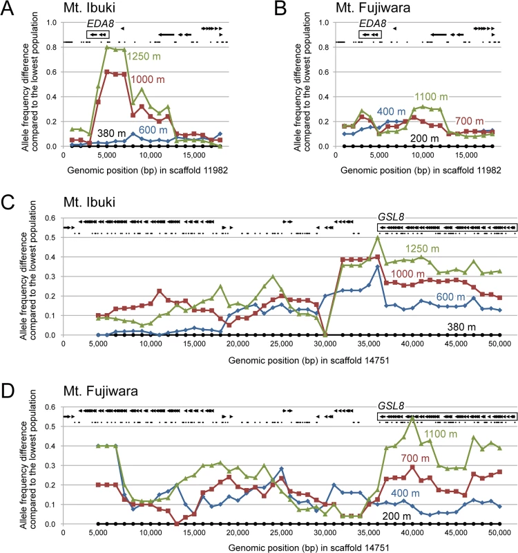 Local signature of a unidirectional allele frequency shift across altitudes.