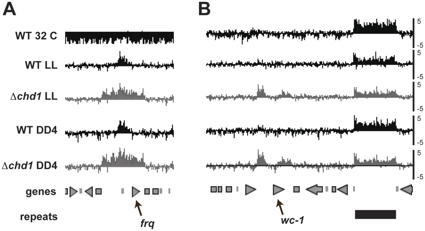DNA methylation at <i>frq</i> and <i>wc-1</i>.