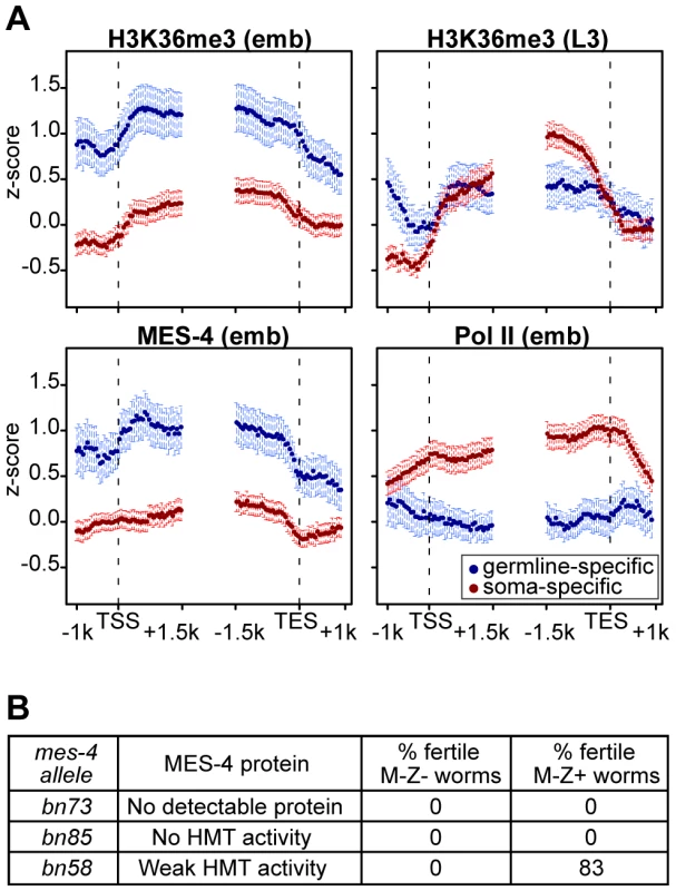 The distribution of and requirement for MES-4-catalyzed H3K36 methyl marks.