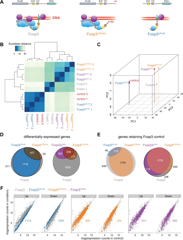 Separation of FKH-mediated DNA binding from the scaffolding function of Foxp3.