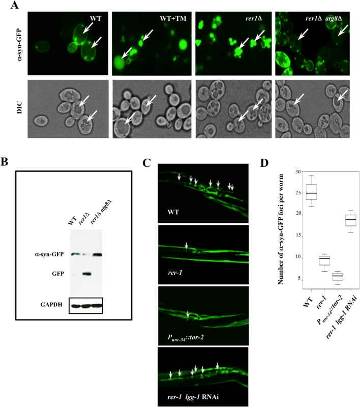 Enhanced clearance of protein aggregates in yeast and worm <i>rer1</i> mutants.