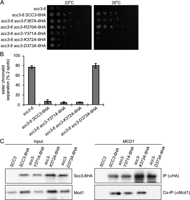 Analysis of alanine point mutations in Scc3’s SCD.
