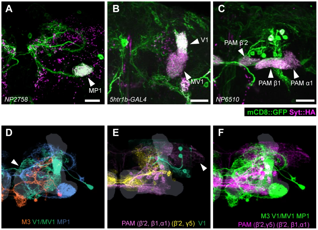 Projection of specific dopamine neurons that induce aversive odor memory.