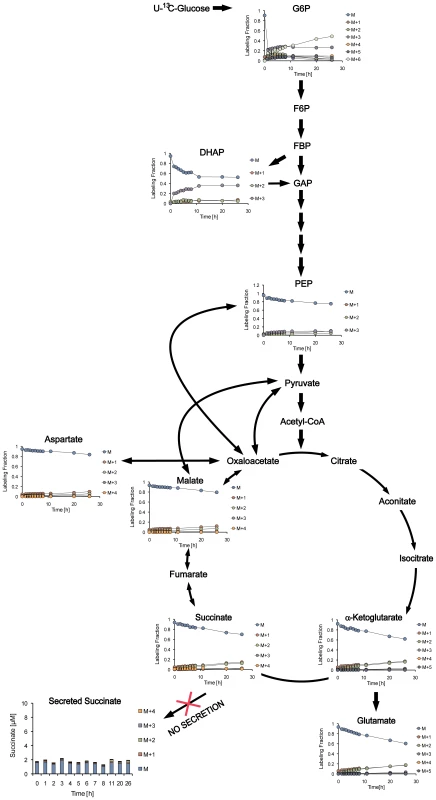 Dynamic isotopic intracellular metabolite measurements in aerobic growing cells during metabolism of U-<sup>13</sup>C glucose.