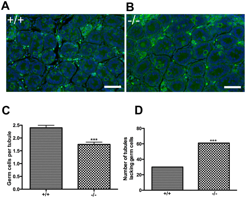 The number of prospermatogonia is decreased in <i>Chtf18</i><sup>−/−</sup> neonatal testes.