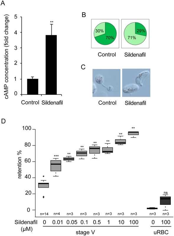 Sildenafil impairs mature GIE filterability.