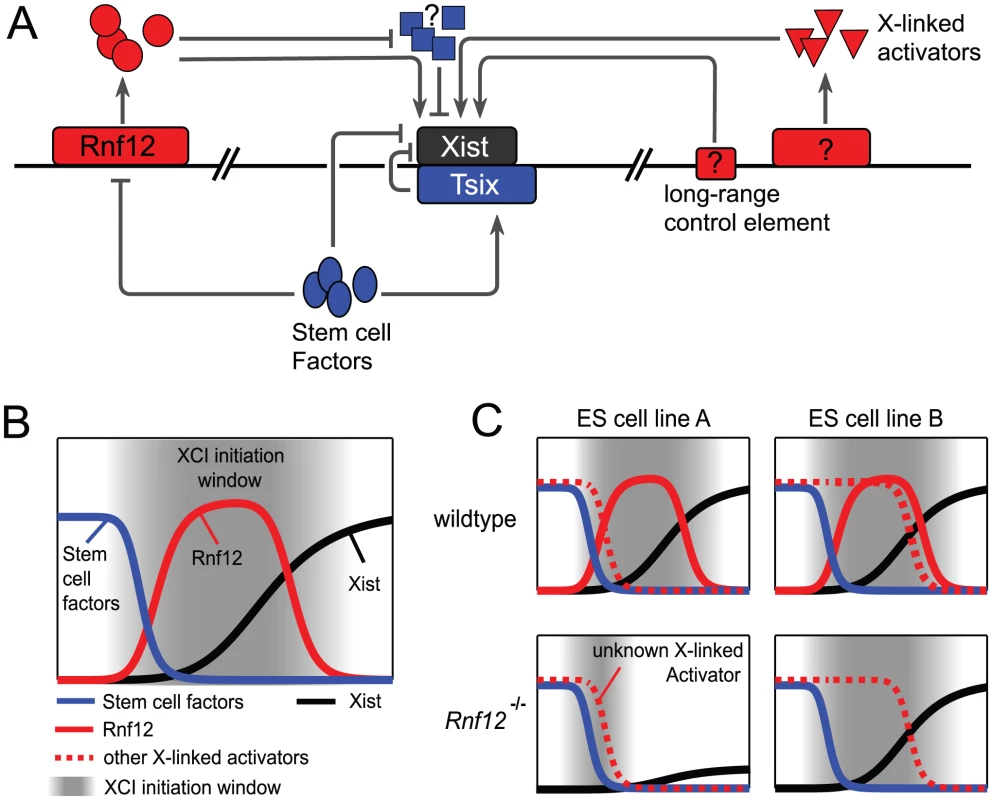 The X chromosome inactivation network.