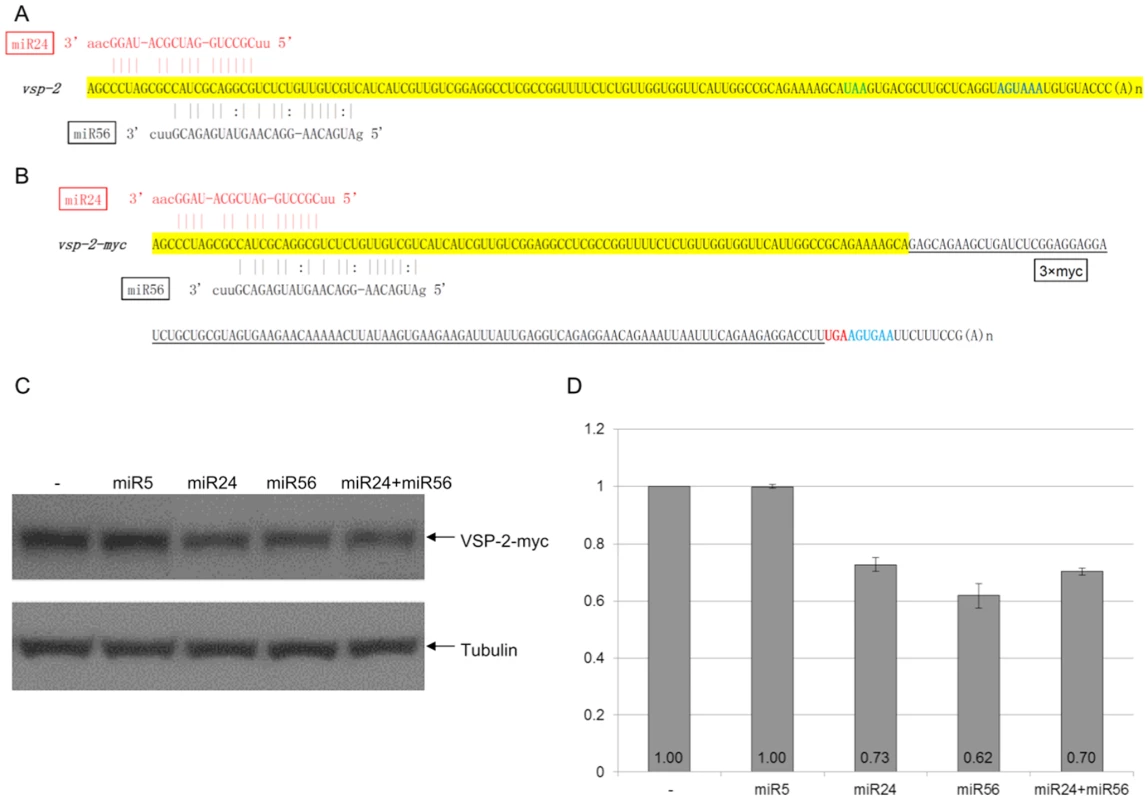 miRNA-mediated regulation of VSP-2 expression.
