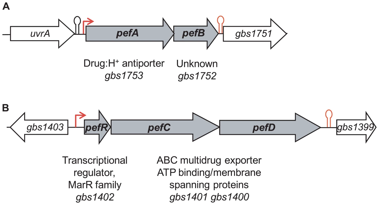 Genetic context of two loci for which expression is heme-induced.