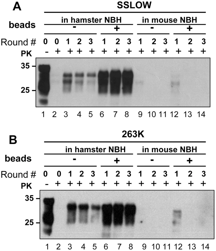 PMCA with beads preserves species barrier.