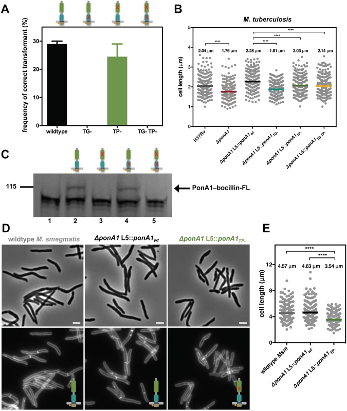 PonA1’s glycan synthesis is required in <i>M</i>. <i>smegmatis</i> and catalytic activity promotes normal cell elongation.