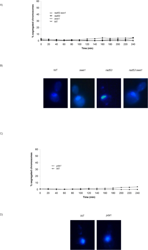 Neither unrestrained M-CDK activity alone nor lack of Pds1/securin alone are enough to abrogate the block of chromosome segregation in the presence of DNA damage.