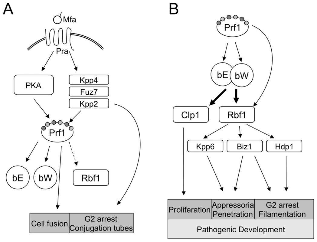 Key factors of <i>a</i>- and <i>b</i>-dependent development in <i>U. maydis</i>.