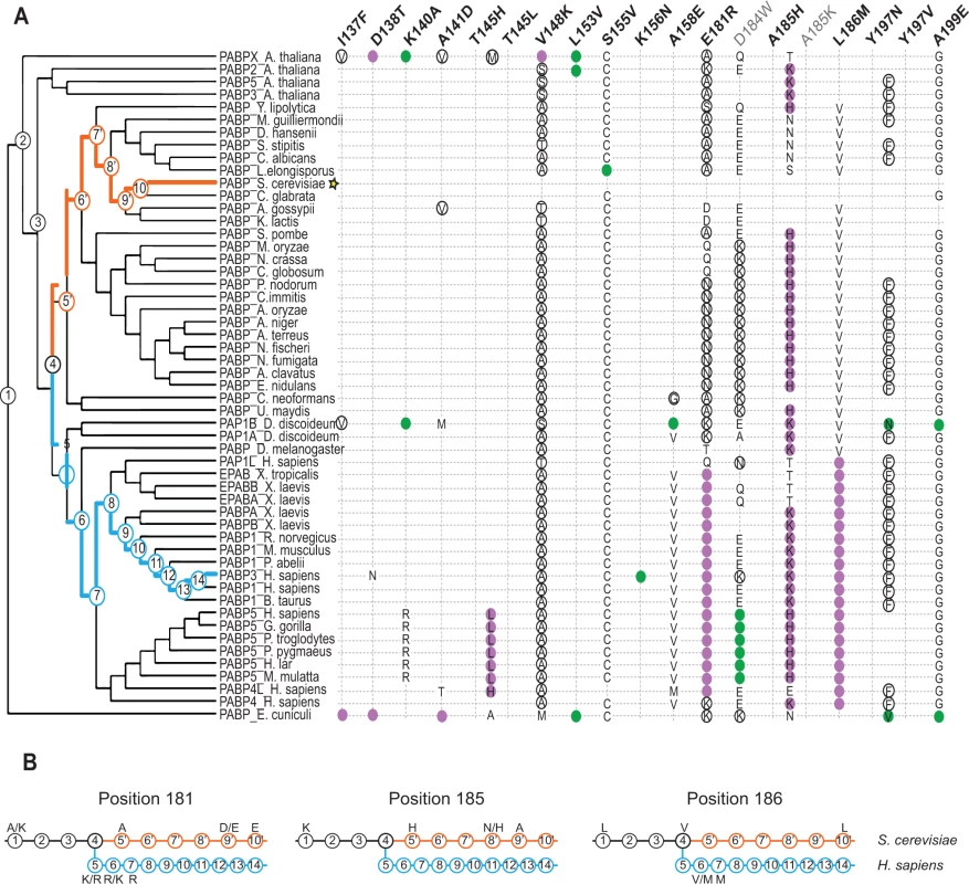 Distribution of single amino acid substitution effects across the Pab1 phylogenetic tree.